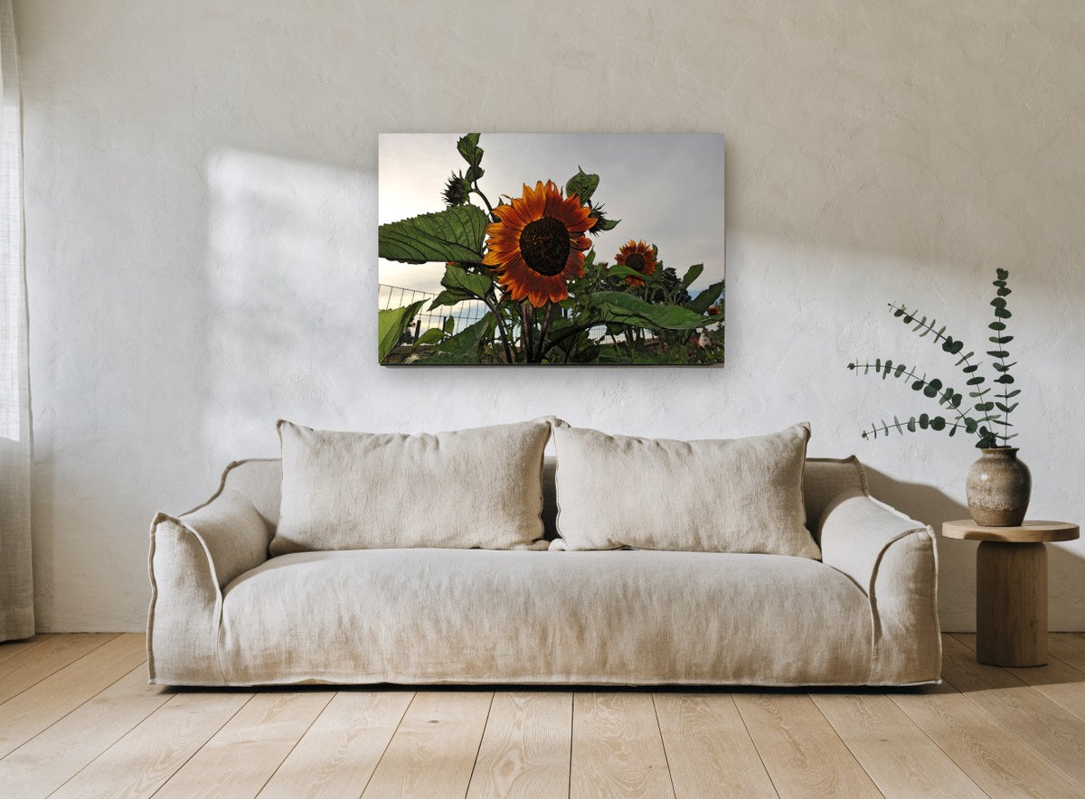 Rust Sunflower at Dusk floral canvas print on the wall of a living room
