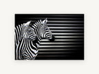 Striped Zebra Trio, black and white zebra photograph, animal canvas wall art print, front view