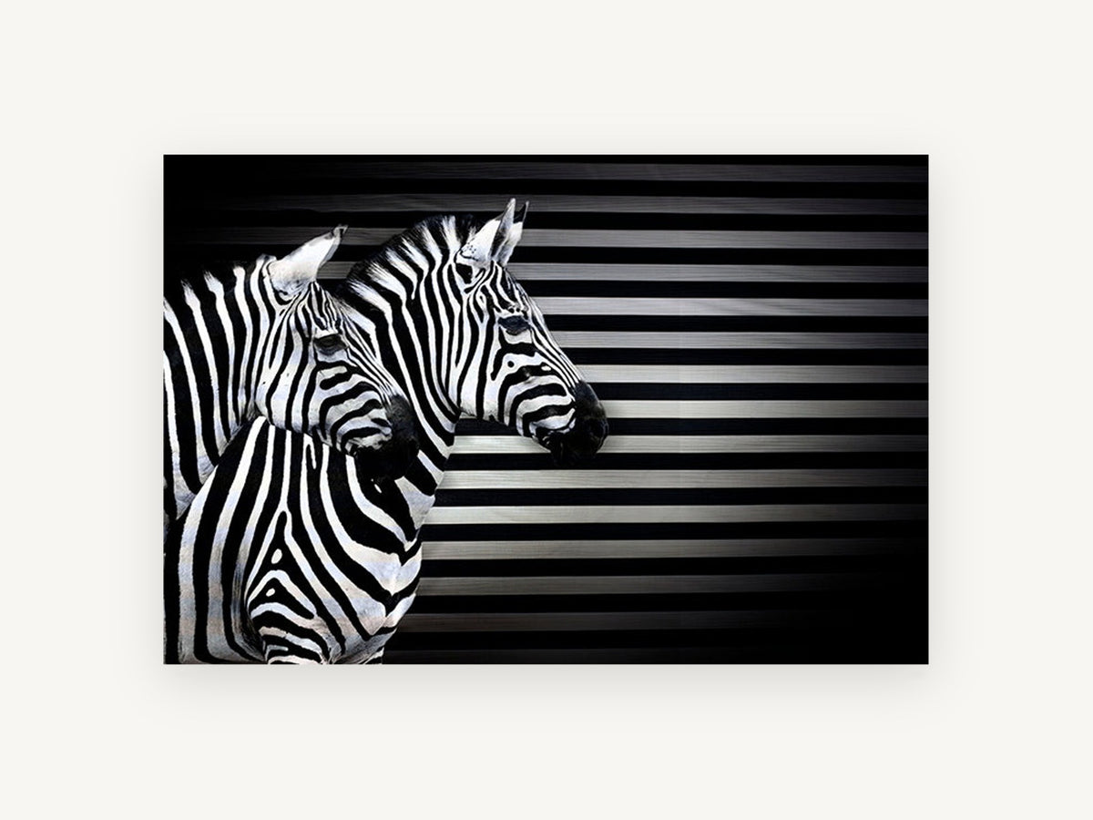 Striped Zebra Trio, black and white zebra photograph, animal canvas wall art print, front view
