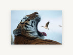 Tiger and Goose, yawning tiger goose photograph, animal canvas wall art print, front view
