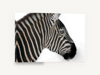 Zebra in Profile, zebra head profile photograph, animal canvas wall art print ready to hang