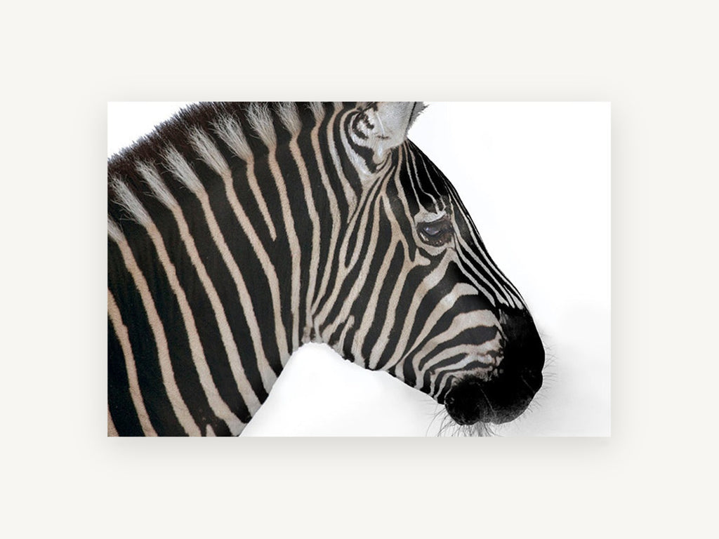 Zebra in Profile, zebra head profile photograph, animal canvas wall art print, front view