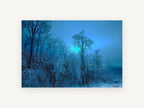 Blue Glow Ice Woods, frosted winter trees blue photograph, landscape canvas wall art print, front view