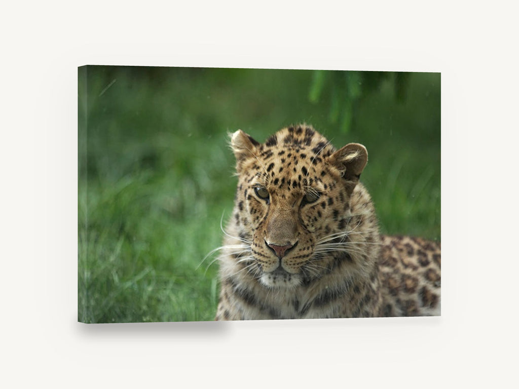 Leopard in Wet Grass, leopard portrait photograph, animal canvas wall art print ready to hang