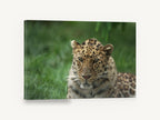 Leopard in Wet Grass, leopard portrait photograph, animal canvas wall art print ready to hang