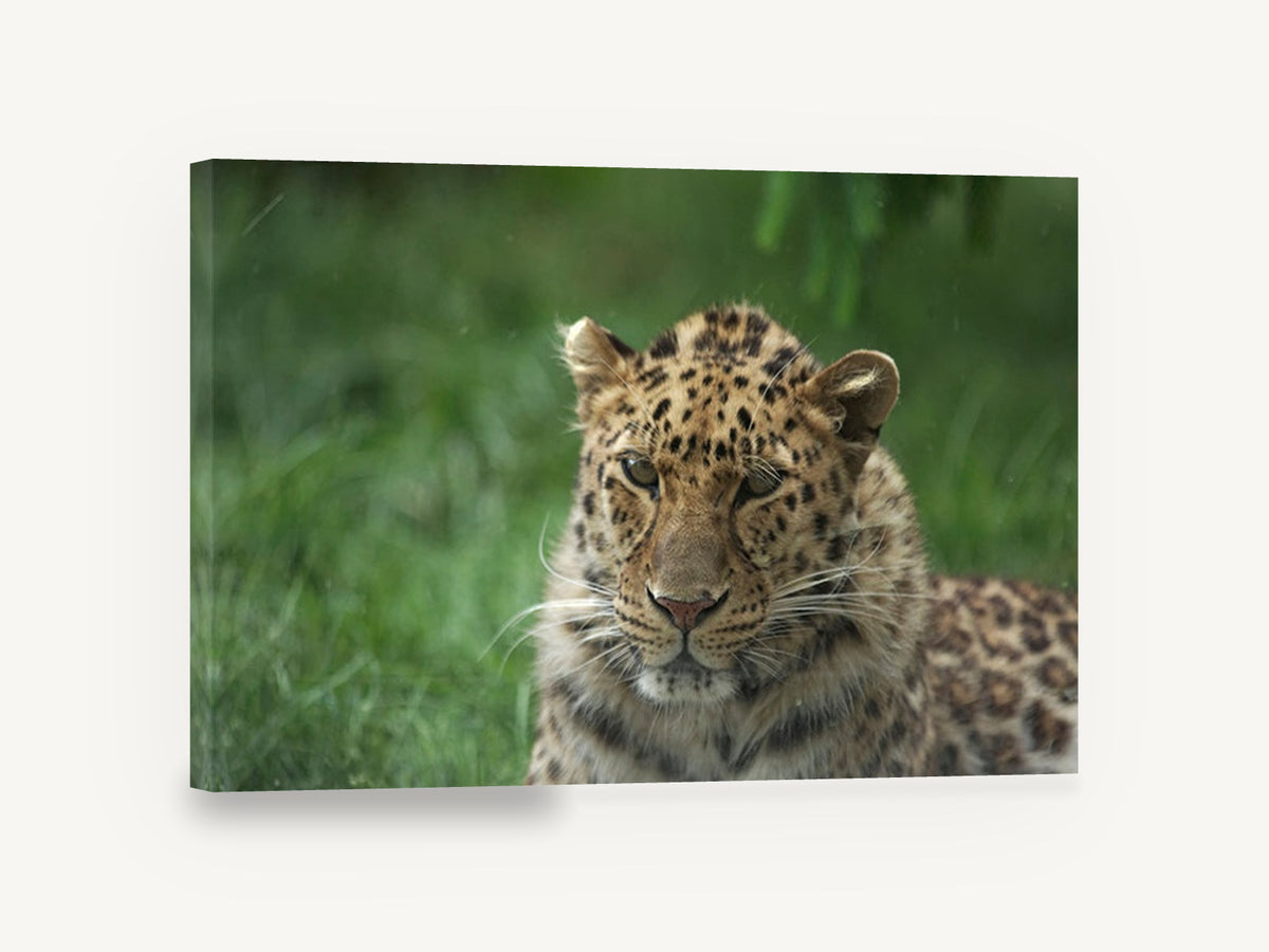 Leopard in Wet Grass, leopard portrait photograph, animal canvas wall art print ready to hang