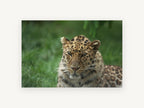 Leopard in Wet Grass, leopard portrait photograph, animal canvas wall art print, front view