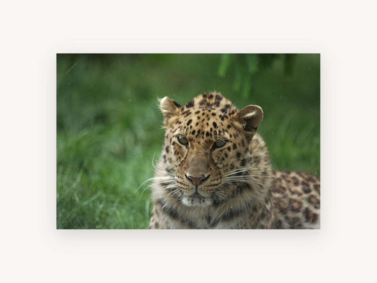 Leopard in Wet Grass, leopard portrait photograph, animal canvas wall art print, front view