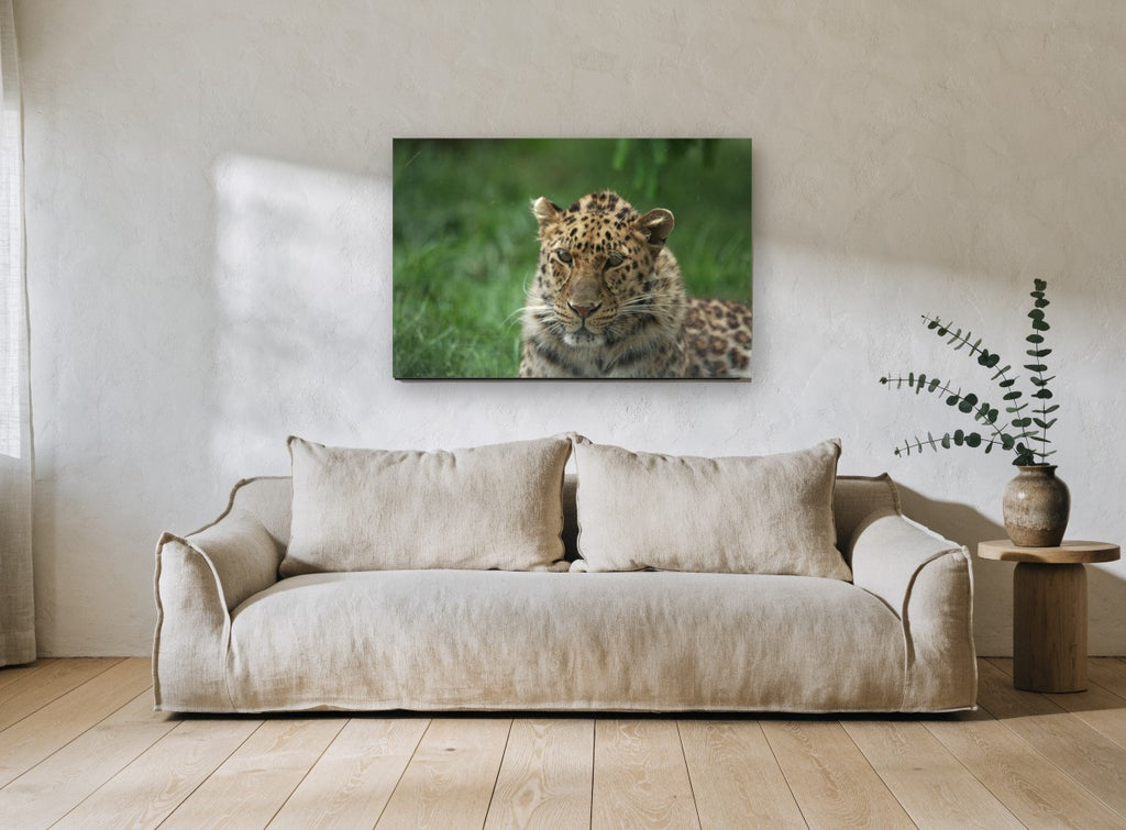 Leopard in Wet Grass animal canvas print on the wall of a living room