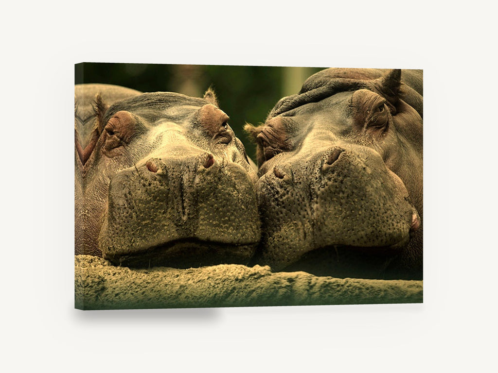 Hippo Pair Cheek to Cheek, two hippos close-up photograph, animal canvas wall art print ready to hang