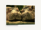 Hippo Pair Cheek to Cheek, two hippos close-up photograph, animal canvas wall art print ready to hang