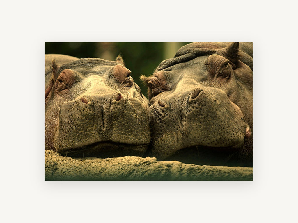 Hippo Pair Cheek to Cheek, two hippos close-up photograph, animal canvas wall art print, front view
