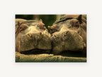 Hippo Pair Cheek to Cheek, two hippos close-up photograph, animal canvas wall art print, front view