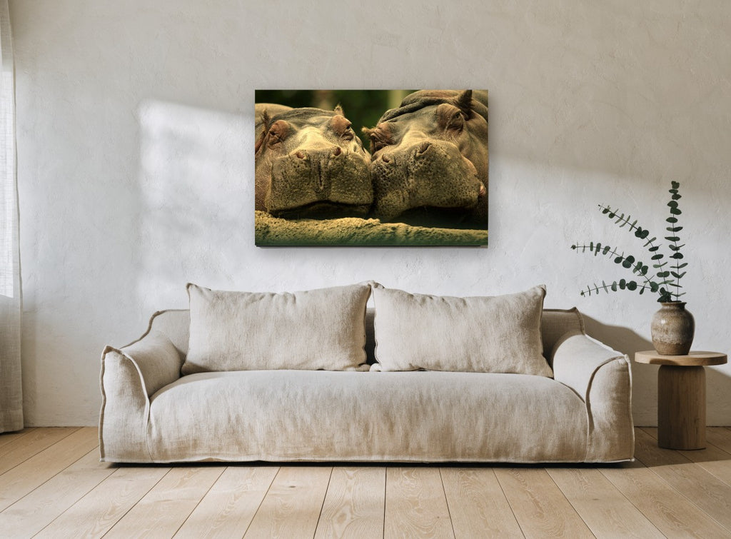 Hippo Pair Cheek to Cheek animal canvas print on the wall of a living room