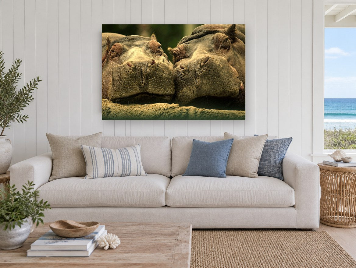 Hippo Pair Cheek to Cheek animal canvas print on the wall of a beach house living room