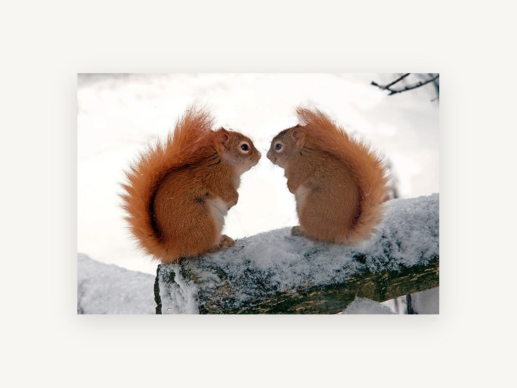 Winter Squirrel Pair, red squirrels snowy log photograph, landscape canvas wall art print, front view
