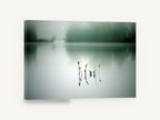 Still Water Shoots, misty lake reeds reflection photograph, landscape canvas wall art print ready to hang