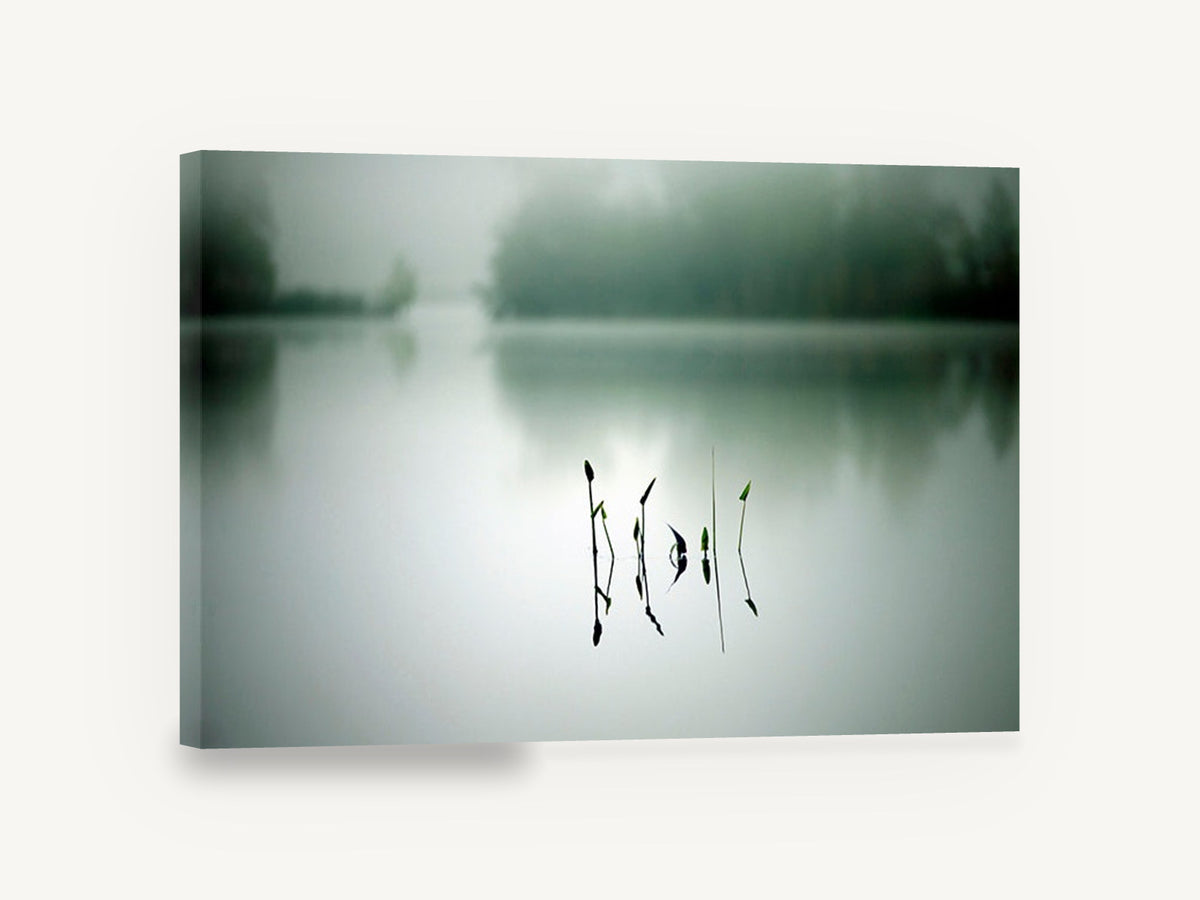 Still Water Shoots, misty lake reeds reflection photograph, landscape canvas wall art print ready to hang
