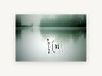 Still Water Shoots, misty lake reeds reflection photograph, landscape canvas wall art print, front view
