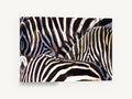 Zebra Stripe Huddle, zebra stripes close-up photograph, animal canvas wall art print ready to hang
