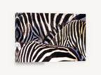 Zebra Stripe Huddle, zebra stripes close-up photograph, animal canvas wall art print ready to hang
