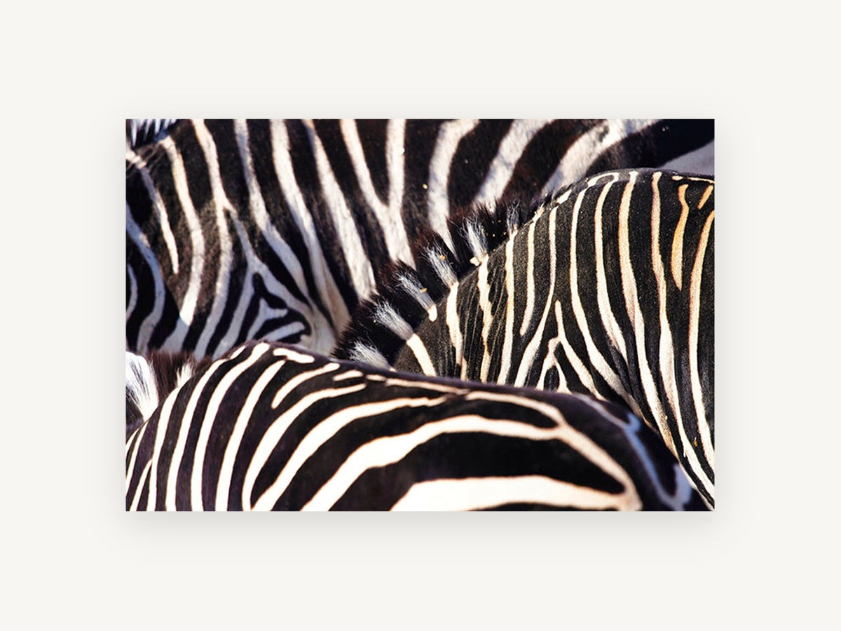Zebra Stripe Huddle, zebra stripes close-up photograph, animal canvas wall art print, front view