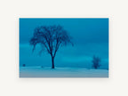Blue Hour Winter Elm, lone winter tree blue photograph, landscape canvas wall art print, front view