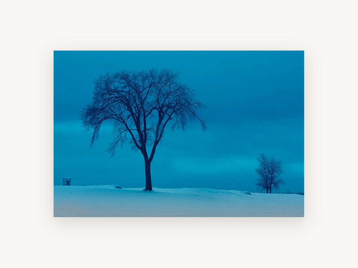 Blue Hour Winter Elm, lone winter tree blue photograph, landscape canvas wall art print, front view