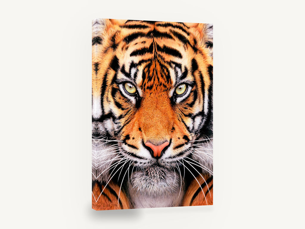 Tiger Gaze Close-Up, tiger face close-up portrait, animal canvas wall art print ready to hang