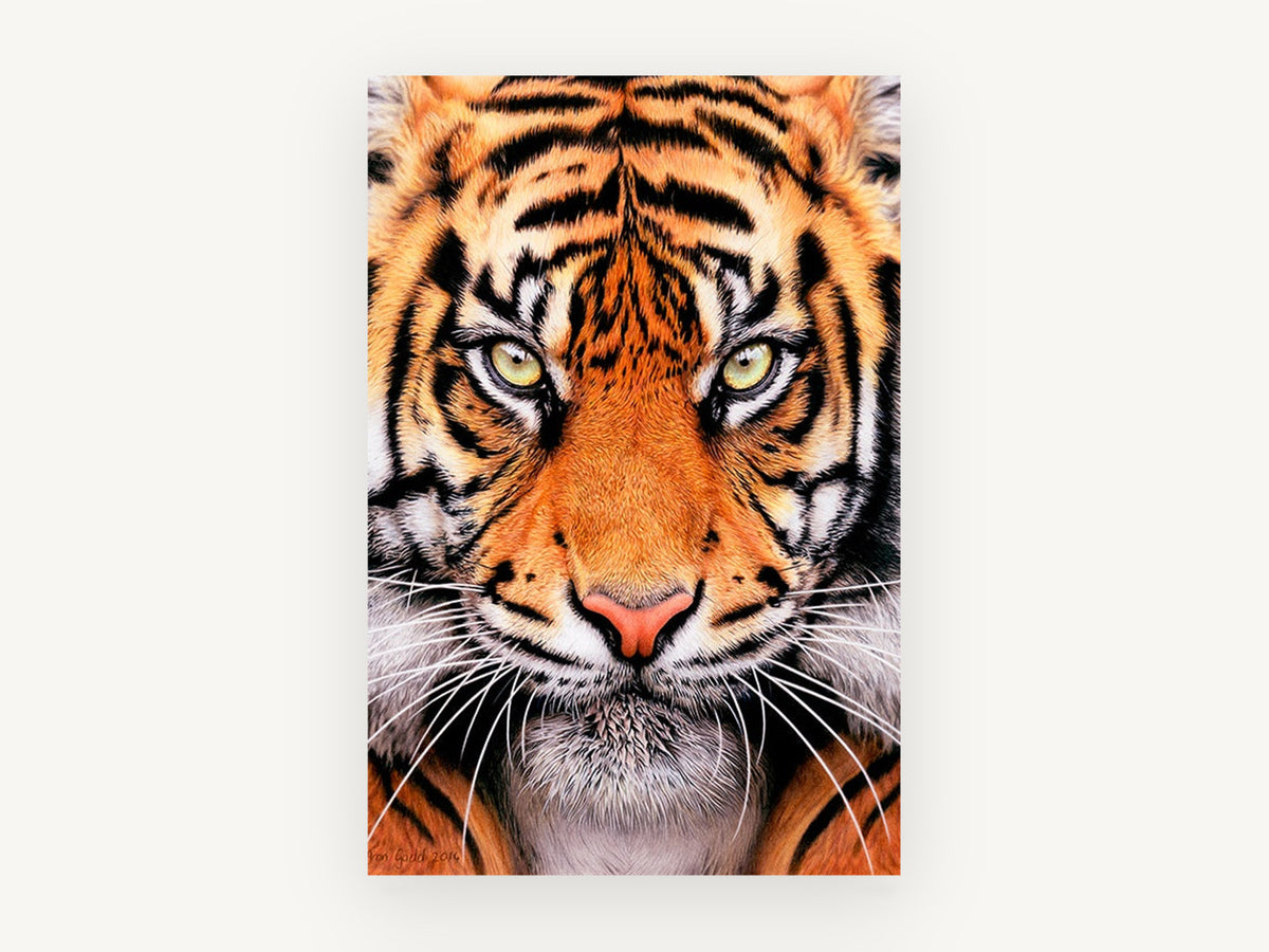 Tiger Gaze Close-Up, tiger face close-up portrait, animal canvas wall art print, front view