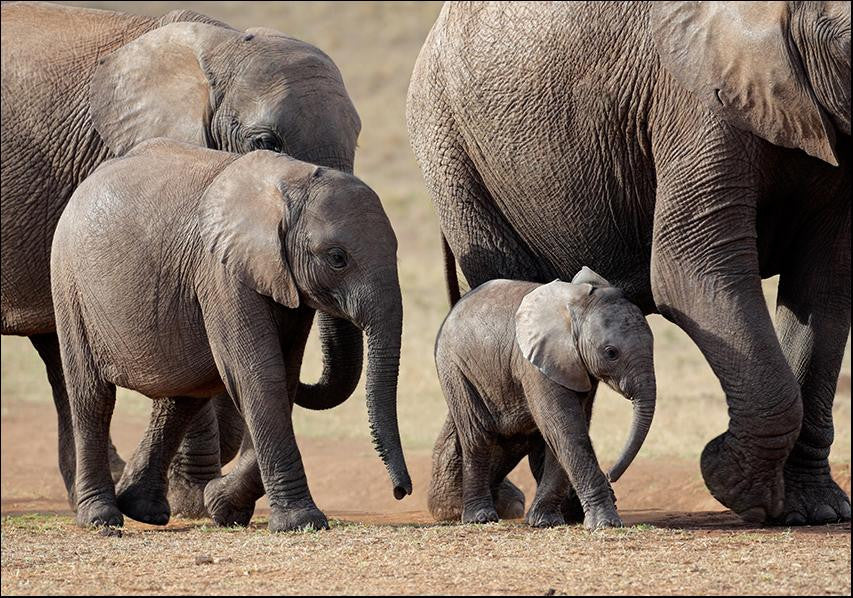 African Elephant Wall Art Print
