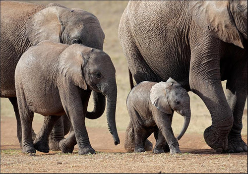 African Elephant Wall Art Print