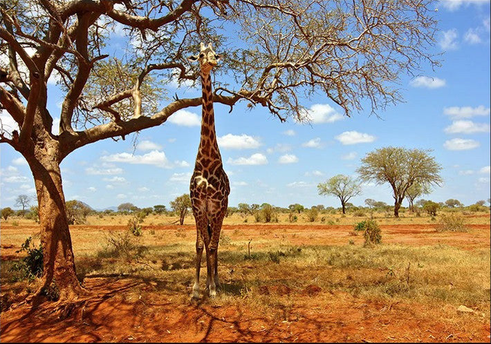 African Giraffe Wall Art Print