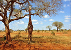 African Giraffe Wall Art Print