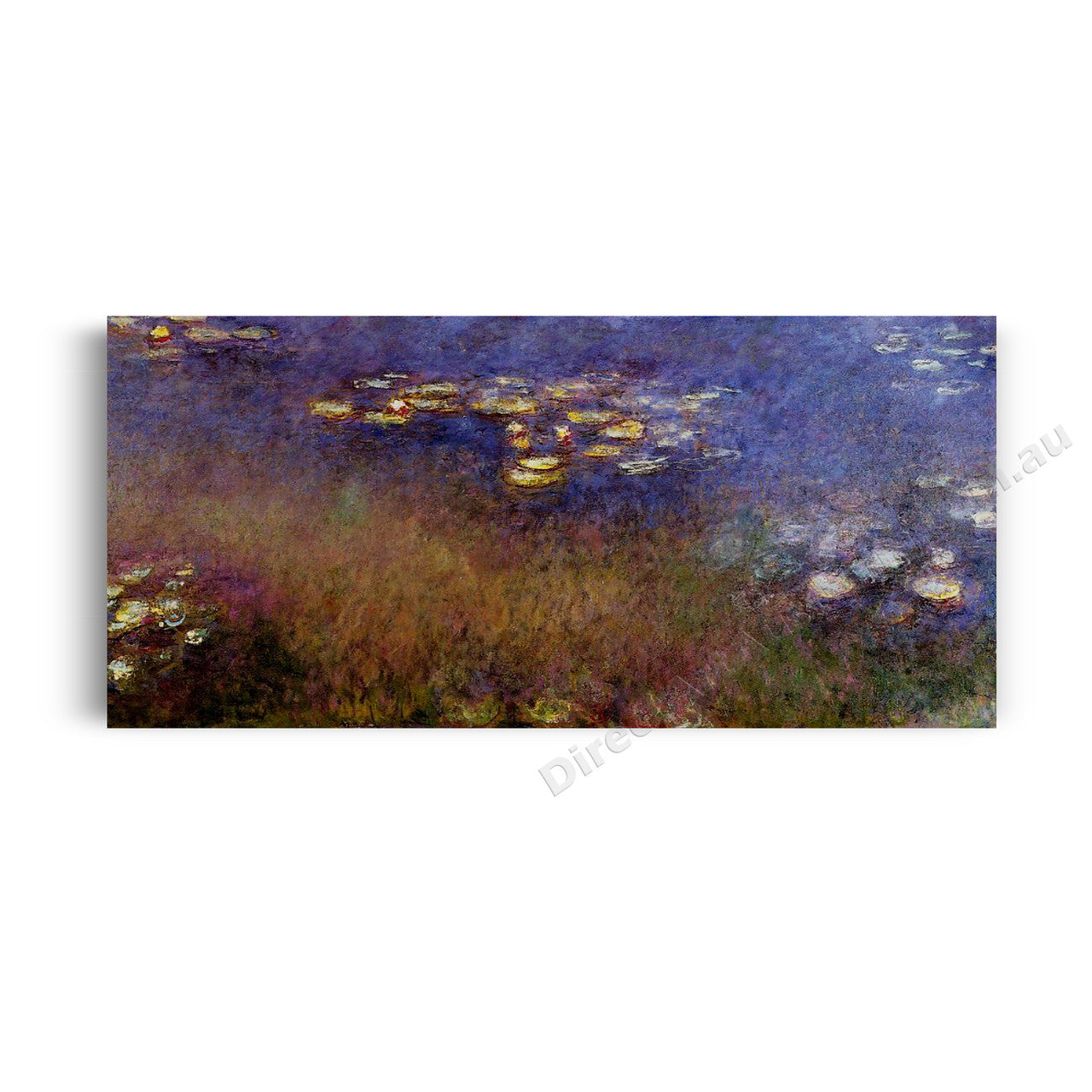 Purple Water Lilies