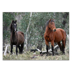 Alpine National Park Wall Art Print