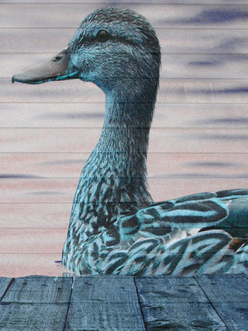 Aqua Duck Wall Art Print