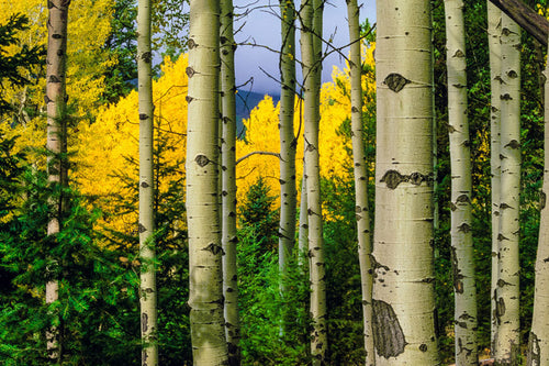 Aspen Grove In Autumn Wall Art Print