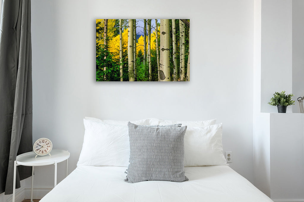 Aspen Grove In Autumn Wall Art Print on the wall
