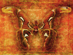 Attacus Atlas Moth Wall Art Print