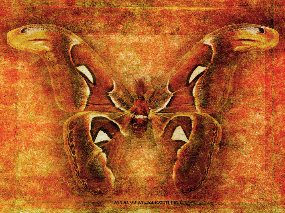 Attacus Atlas Moth Wall Art Print