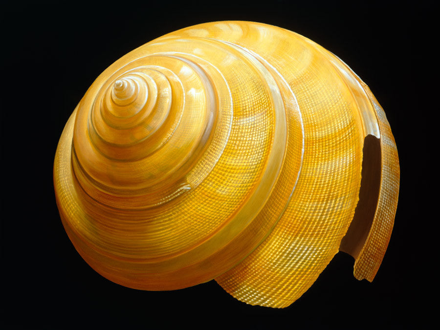 Australian Slit Shell Wall Art Print