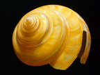 Australian Slit Shell Wall Art Print