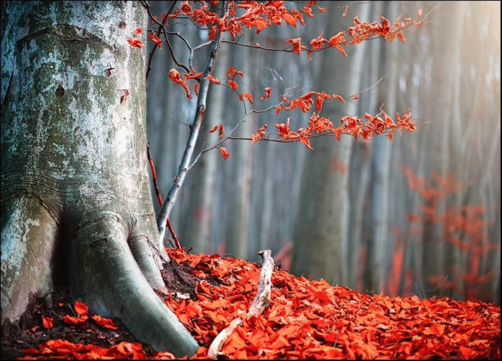 Autumn Fallen Leaves Wall Print