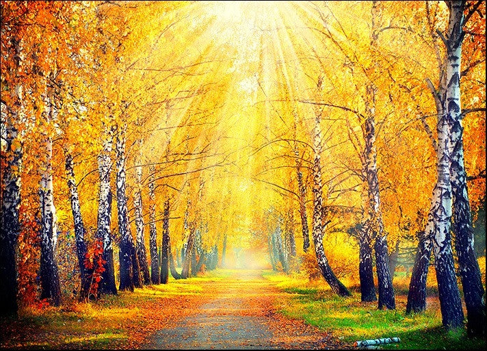 Autumn Sun Rays Wall Art Print 