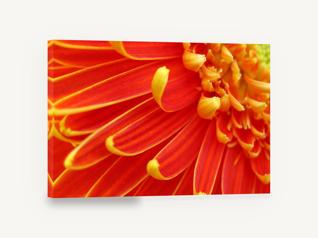 Ember Gerbera Close-Up, orange gerbera daisy macro photograph, floral canvas wall art print ready to hang