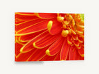 Ember Gerbera Close-Up, orange gerbera daisy macro photograph, floral canvas wall art print ready to hang