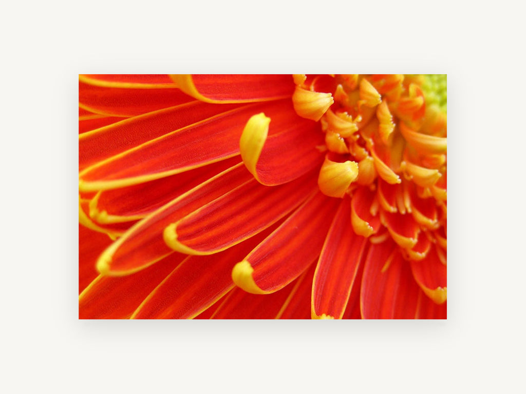 Ember Gerbera Close-Up, floral canvas wall art print, front view