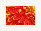 Ember Gerbera Close-Up, floral canvas wall art print, front view