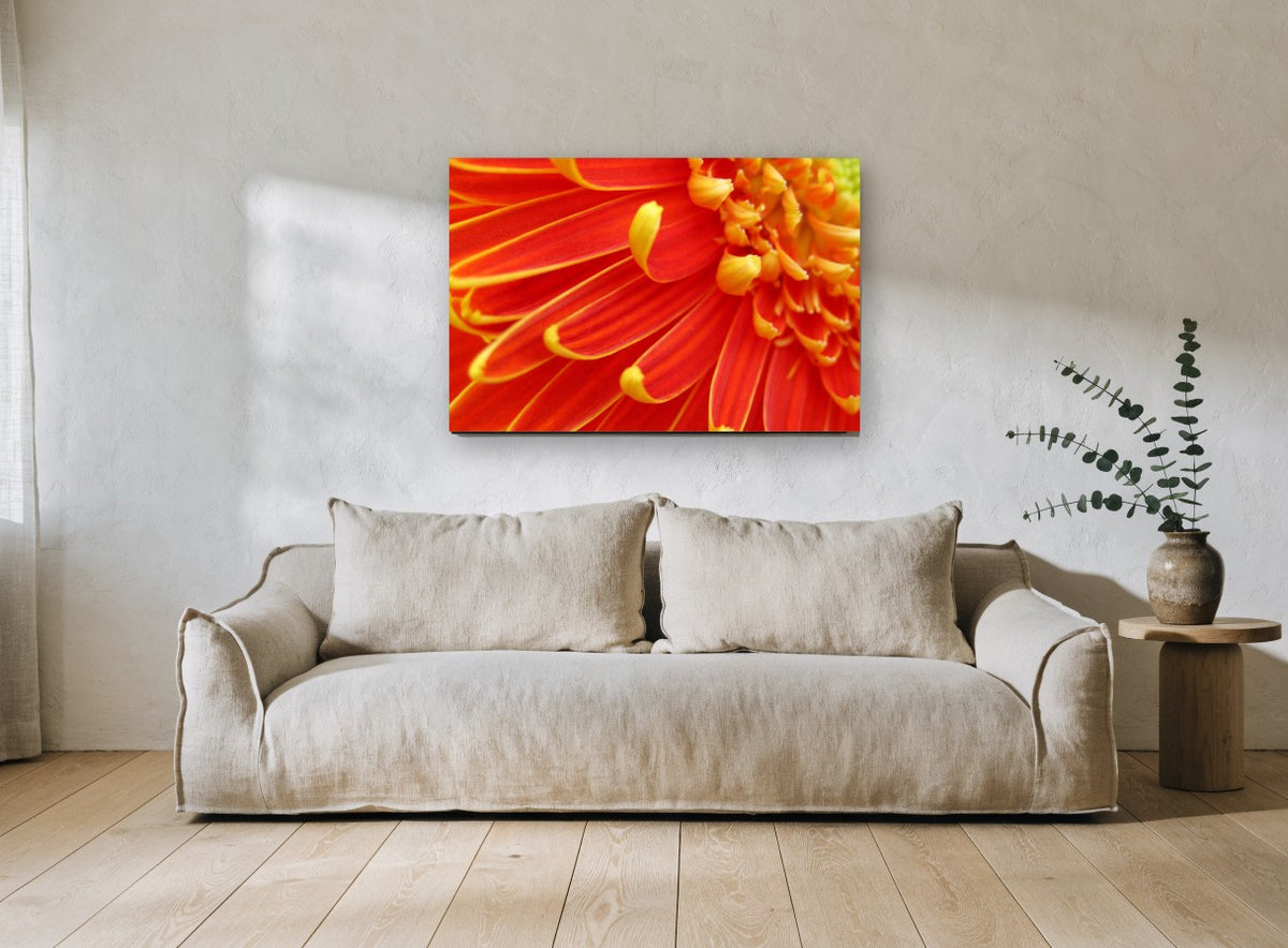 Ember Gerbera Close-Up floral canvas print on the wall of a living room